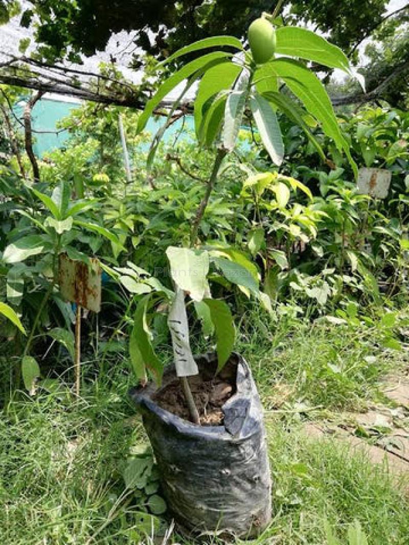 Chauhan Mango Plant 