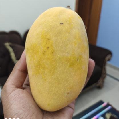 Chauhan Mango Plant  Hover