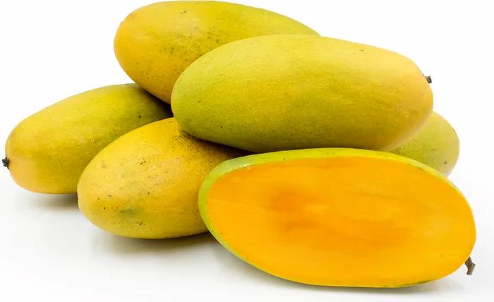 Dusheri Mango Plant 