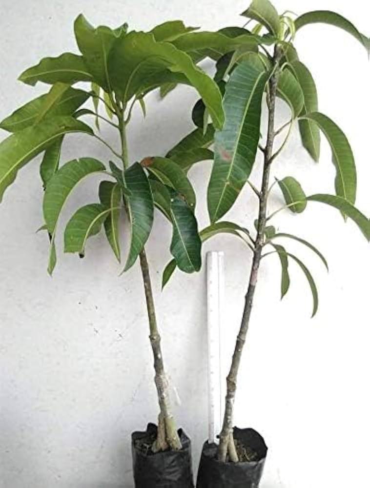 Nam Doc Mai White Mango