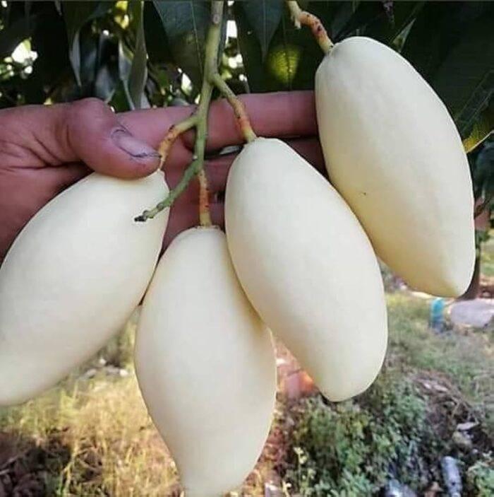 Nam Doc Mai White Mango Hover