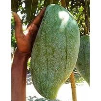 Brunei King Mango Plant