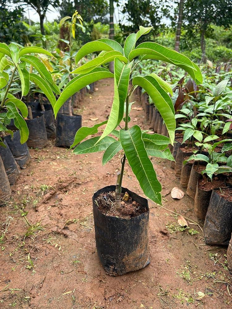 Brunei King Mango Plant Hover