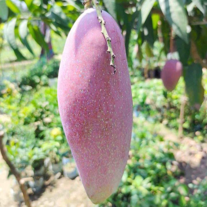 Red Ivory Mango Plant 