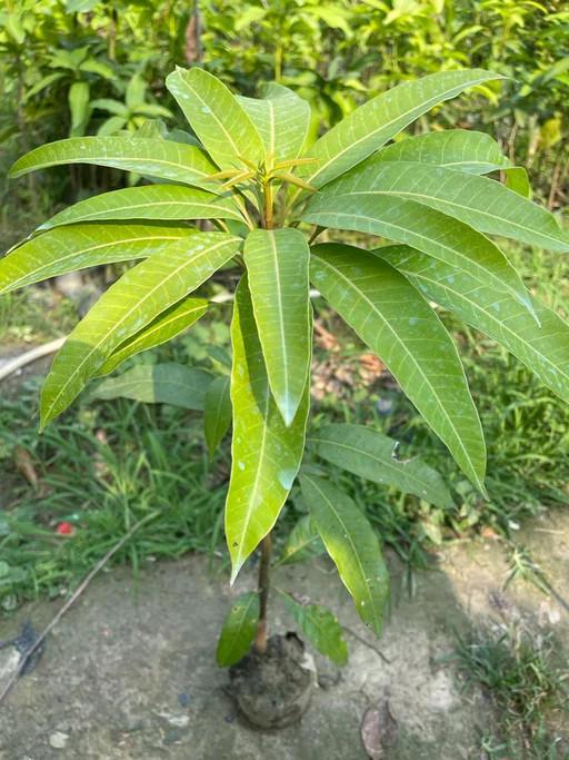 Red Ivory Mango Plant  Hover