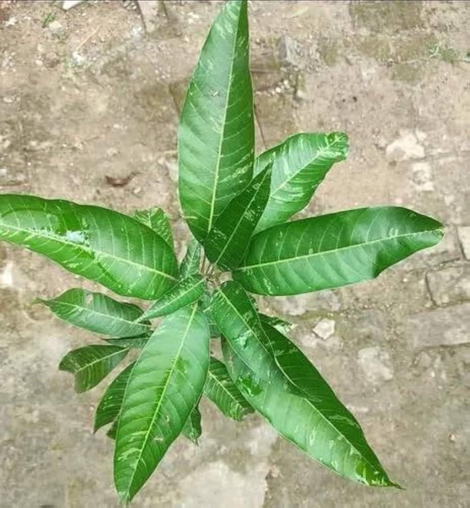 Variegated Mango Plant 