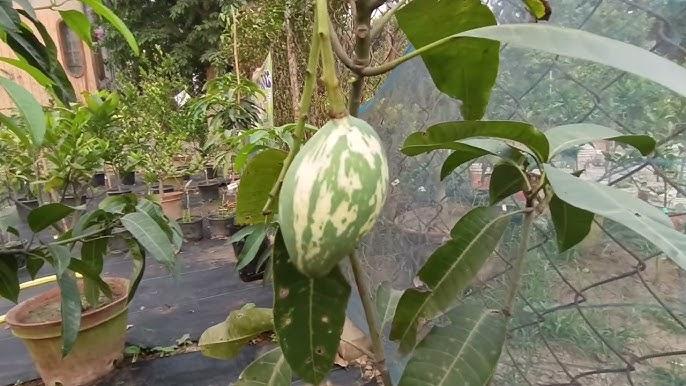Variegated Mango Plant  Hover