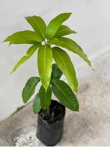 Chili Mango Plant 