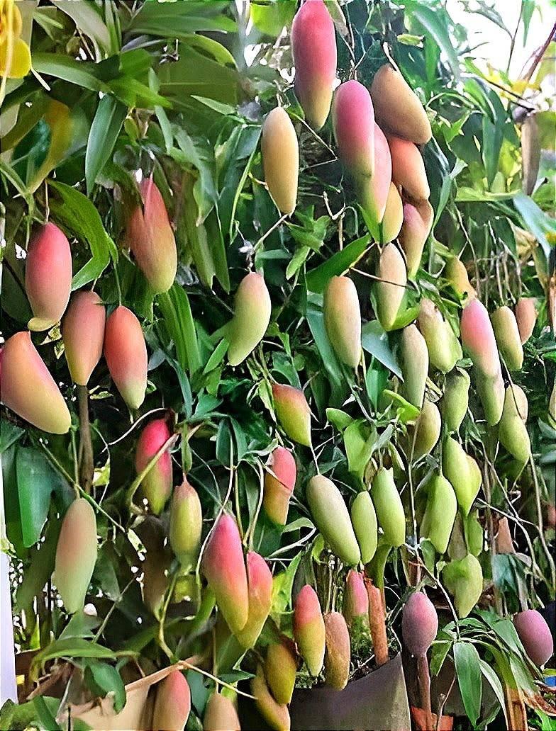 Chili Mango Plant  Hover
