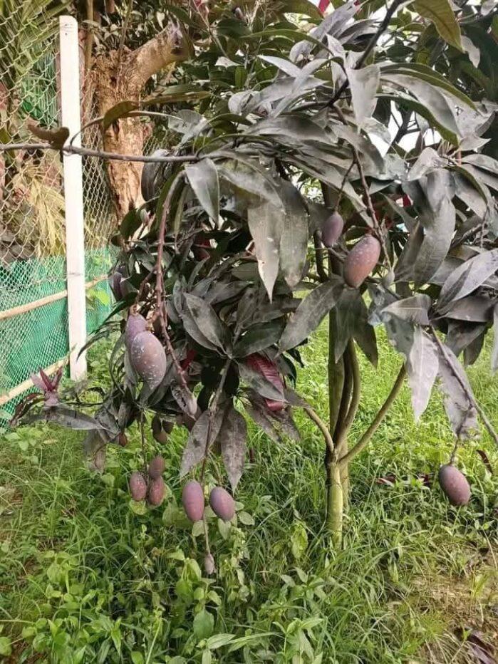 Kasturi Black Mango Plant 