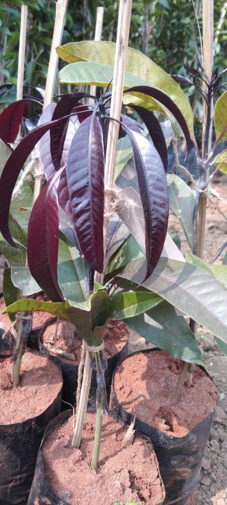 Kasturi Black Mango Plant  Hover