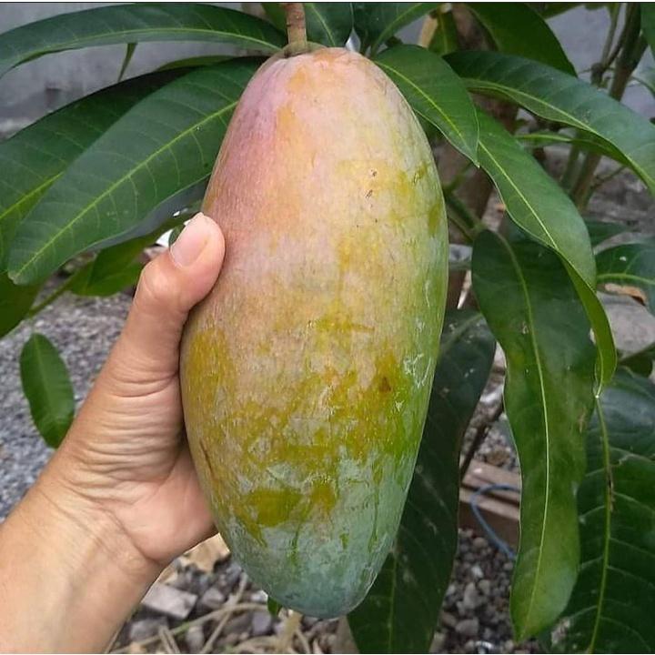 Q Jai Mango 