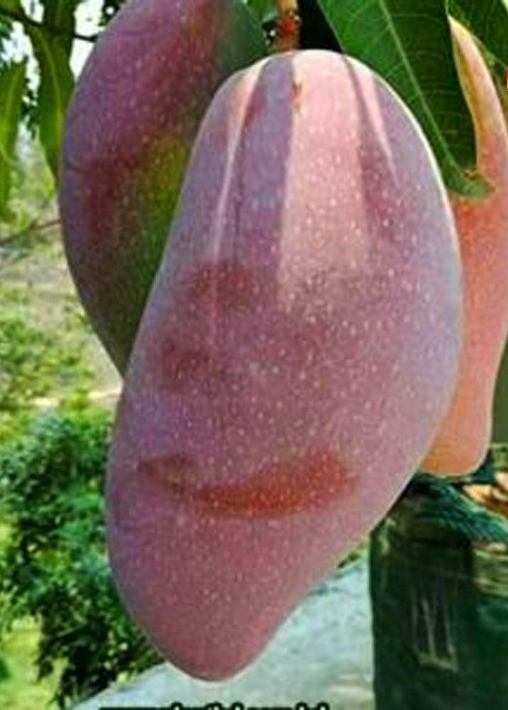 Q Jai Mango  Hover