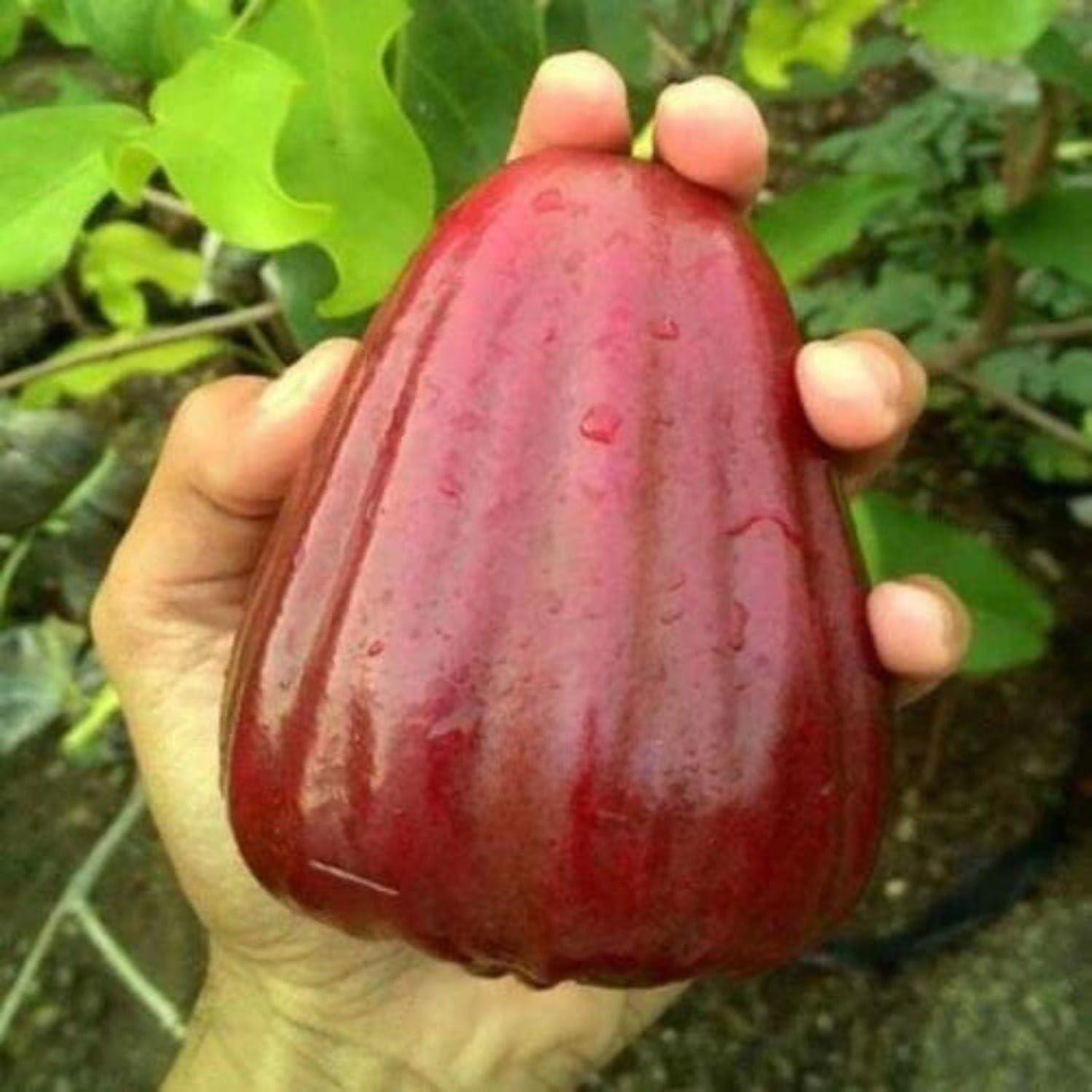 Bali Chamba Waterapple Plant 