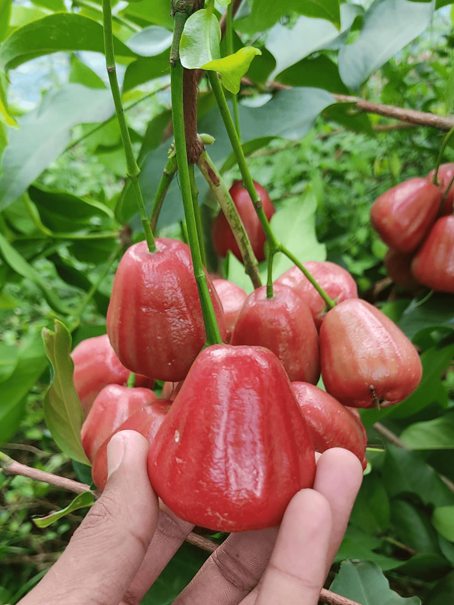Bali Chamba Waterapple Plant  Hover