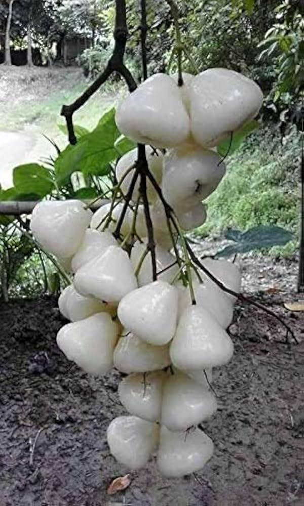 Thailand White Water Apple Plants 