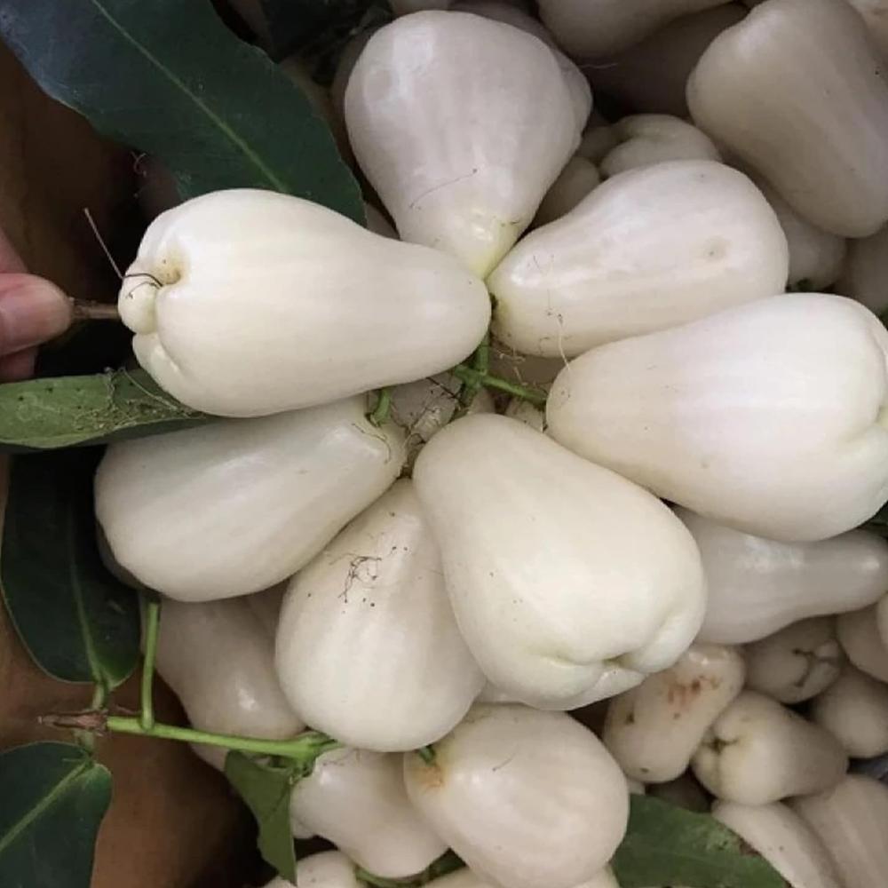 Thailand White Water Apple Plants  Hover