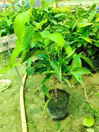 Thailand Green Waterapple Plant 