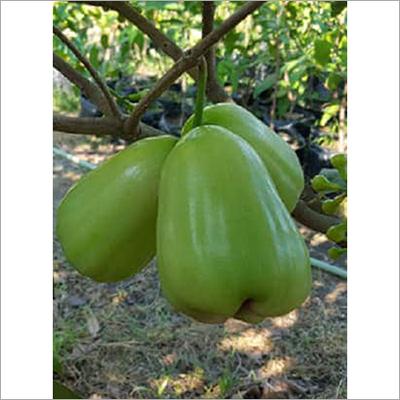 Thailand Green Waterapple Plant  Hover