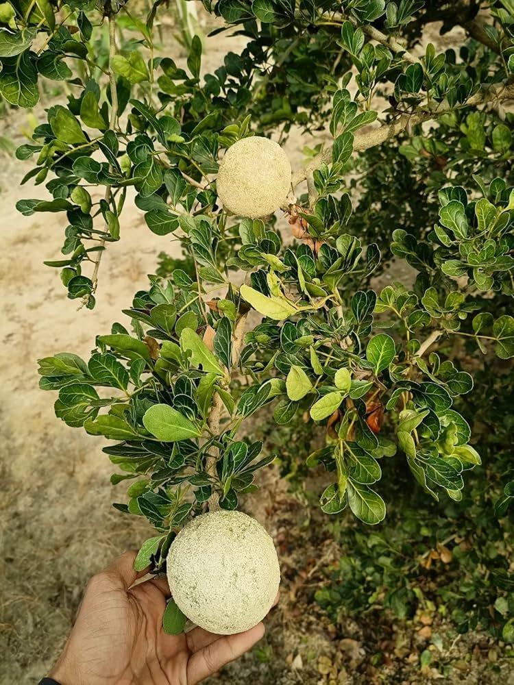 Duarf Wood Apple Plant