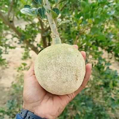 Duarf Wood Apple Plant Hover