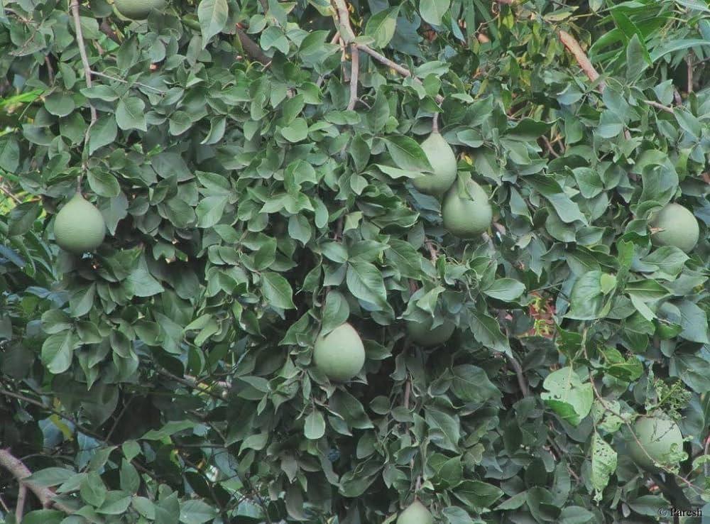 Thai Bael Fruit Plant 