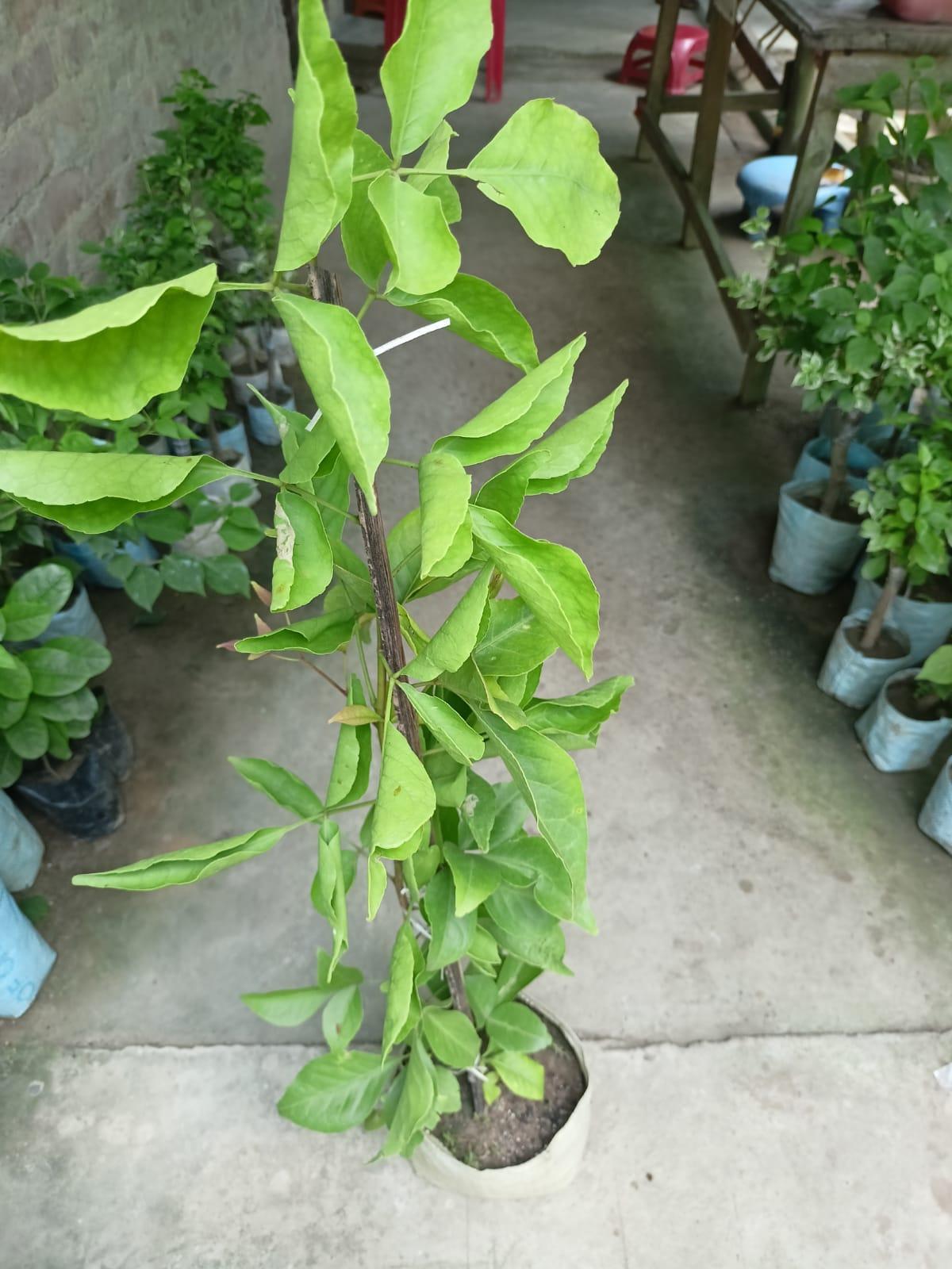 Thai Bael Fruit Plant  Hover