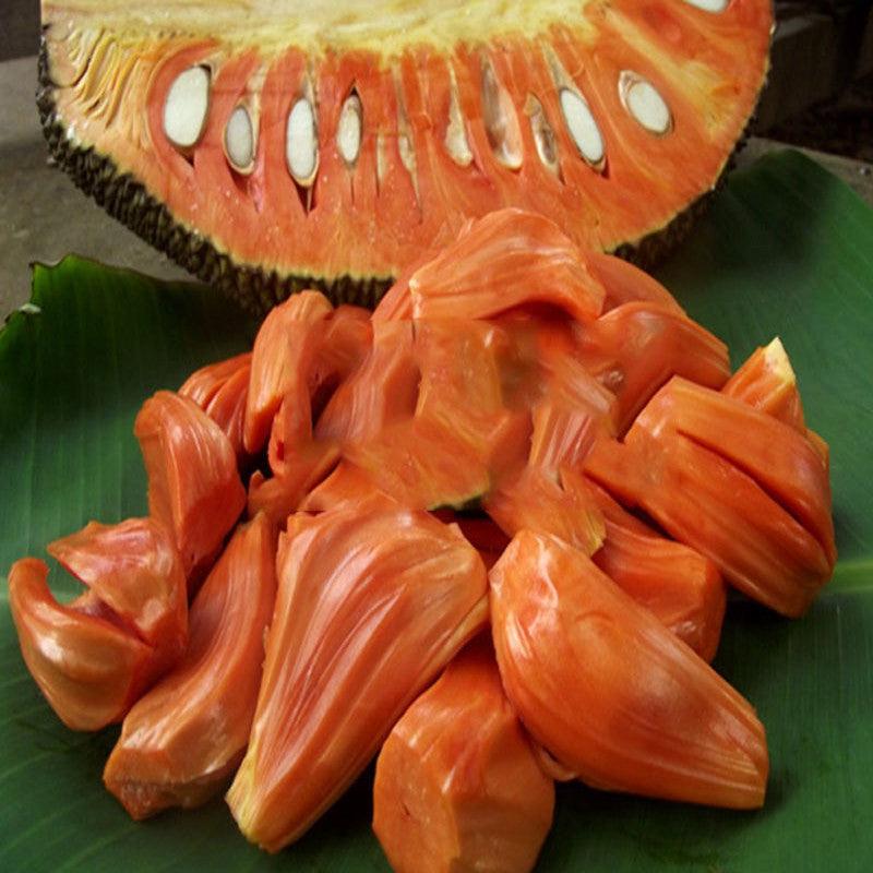 Gumless Jackfruit Plants