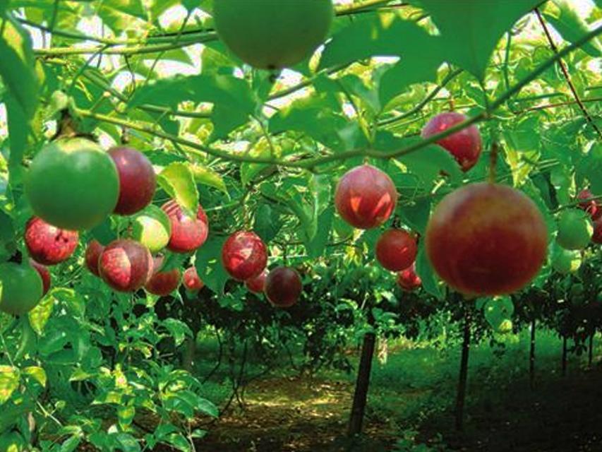 Passion Fruit Plant  Hover
