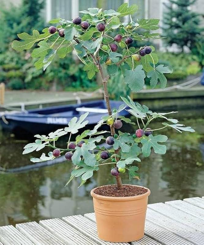 Anjeer/Teen/Fig Plants