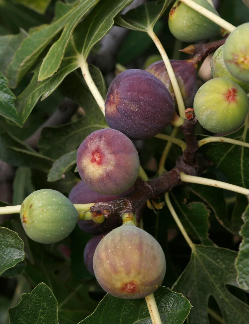 Anjeer/Teen/Fig Plants Hover