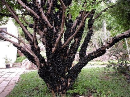 Jabuticaba Or Brazilian Grape Plants 