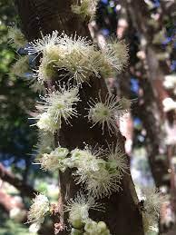 Jabuticaba Or Brazilian Grape Plants  Hover