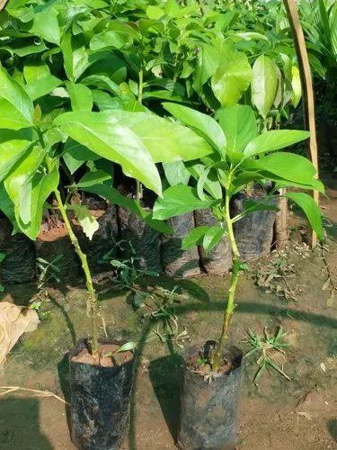 Avocado Or Butterfruit Plants 