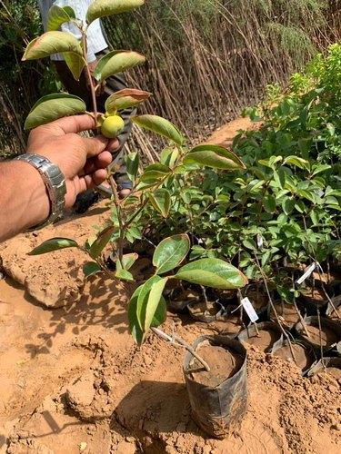 Persimmon Fruit Plant  Hover