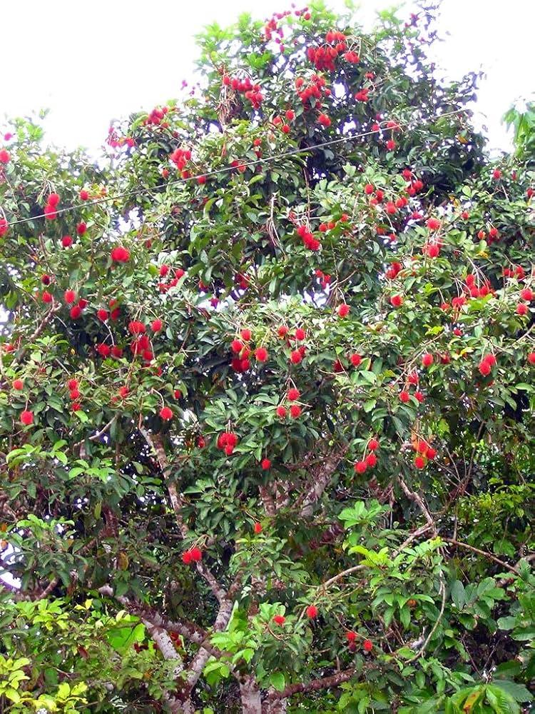 Rambutan Fruit Plant 