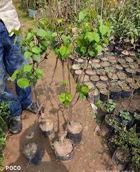 Apricot Fruit Plant 