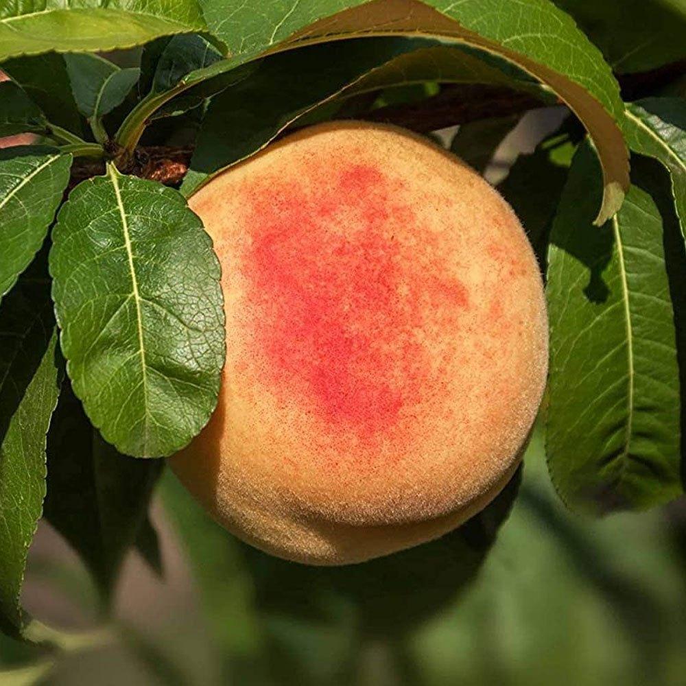 Apricot Fruit Plant  Hover