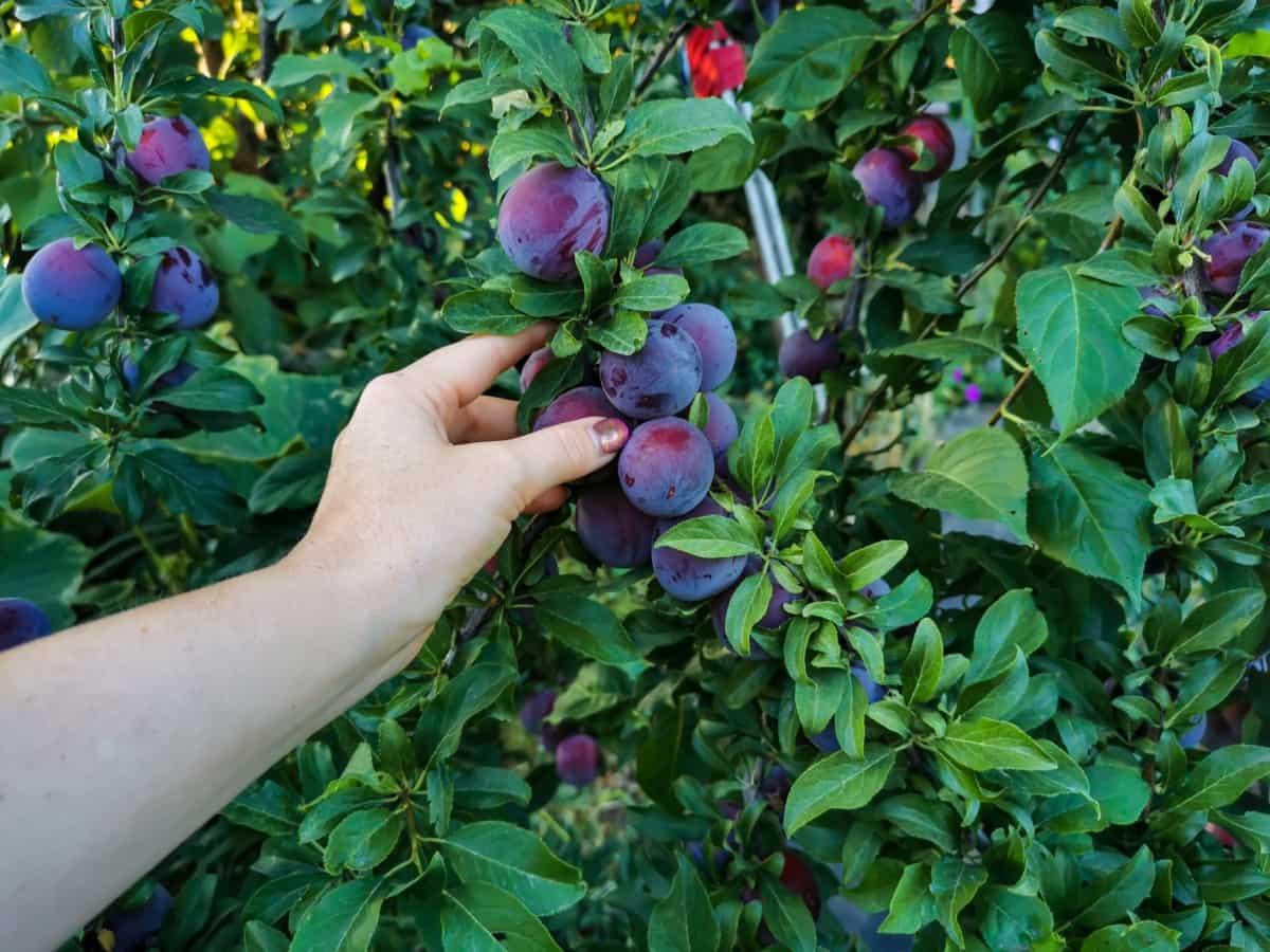 Alubukhra Or Plum Plant