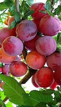 Alubukhra Or Plum Plant Hover