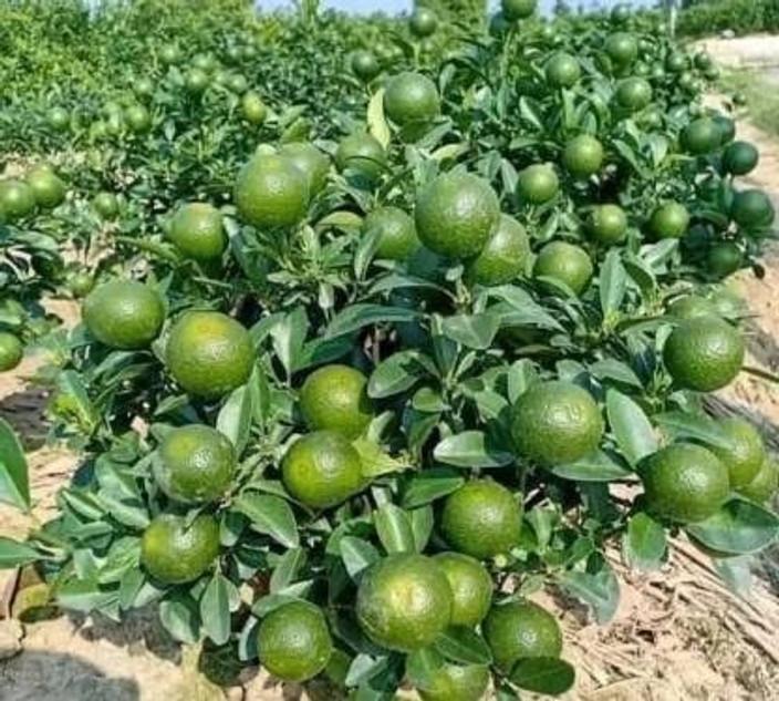  All Time Vietnami Malta Plant  Hover