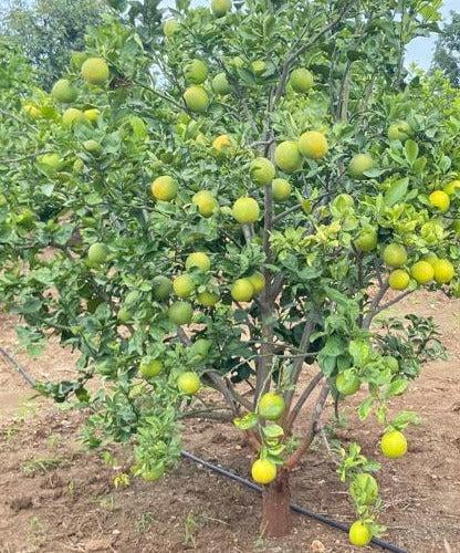 All-time Misoriyo Yellow Malta Plants  Hover