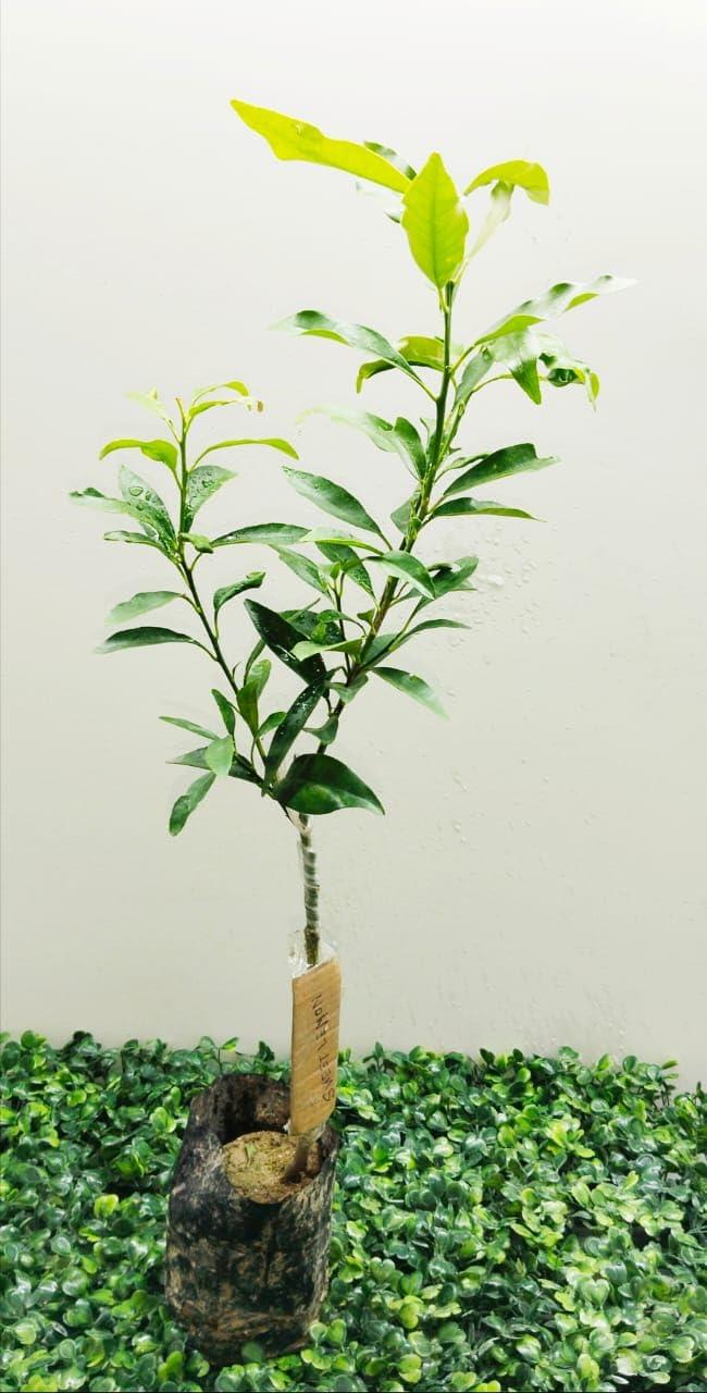 Sweet Kamquat Lemon Plants 