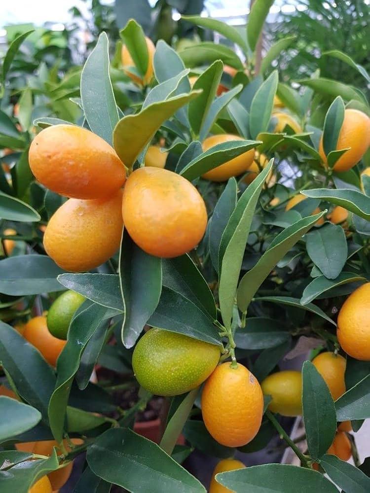 Sweet Kamquat Lemon Plants  Hover