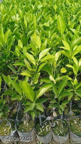 Darjeeling Orange Plants