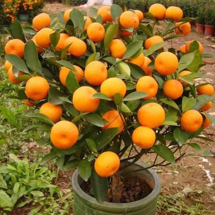 Darjeeling Orange Plants Hover