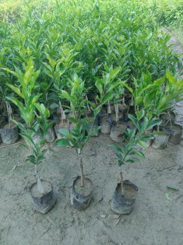 Sweet Nagpur Mandarin Orange Plants 