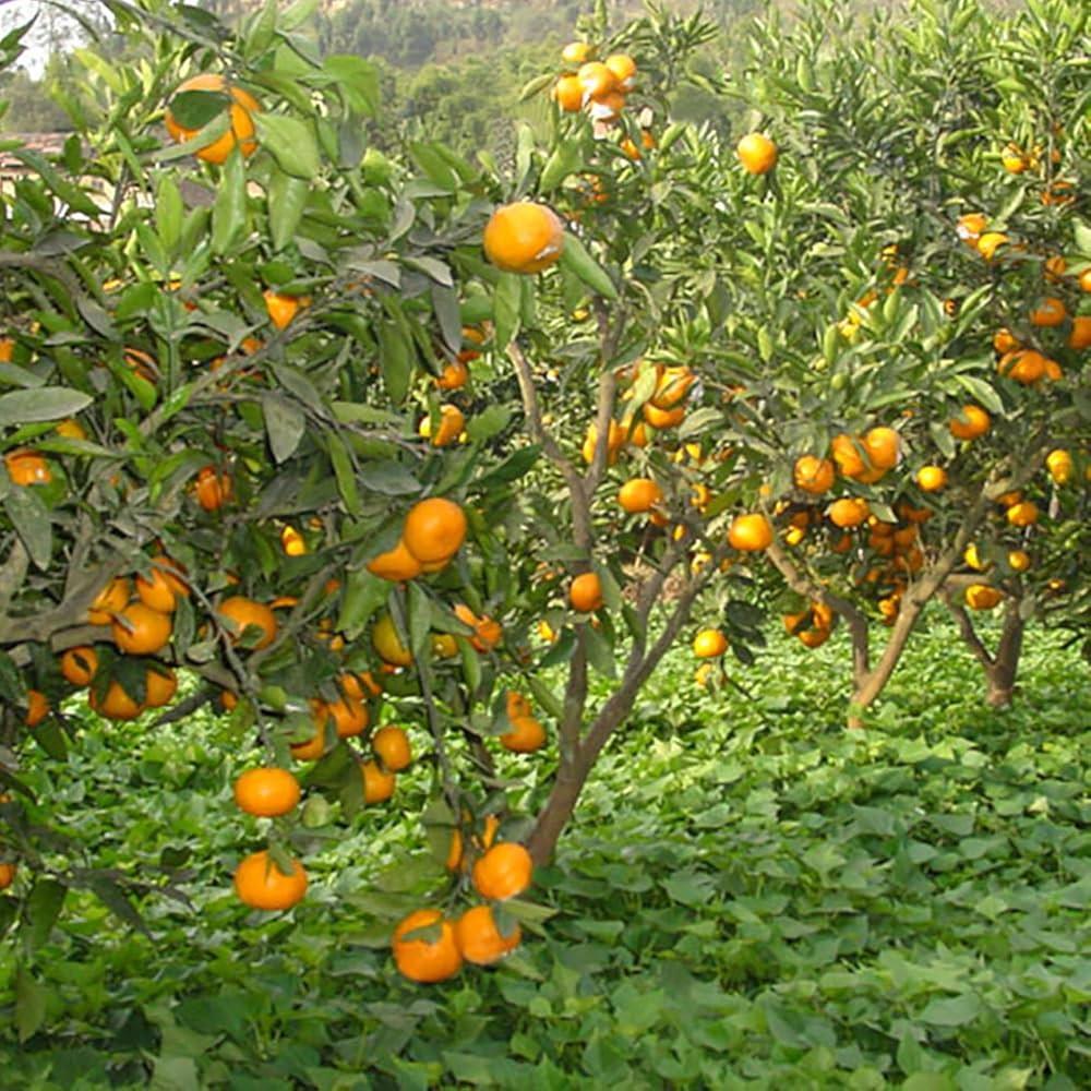 Sweet Nagpur Mandarin Orange Plants  Hover