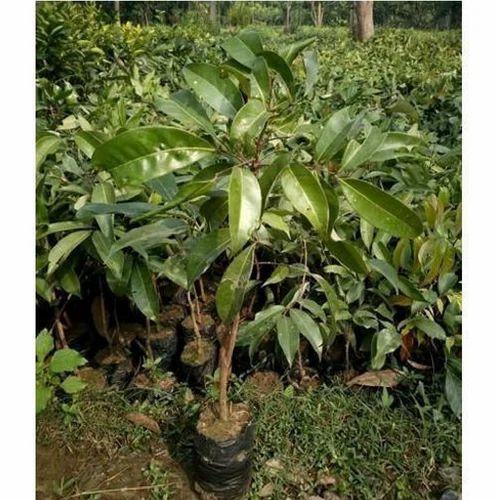 Chaina 3 Lichi Plants  Hover