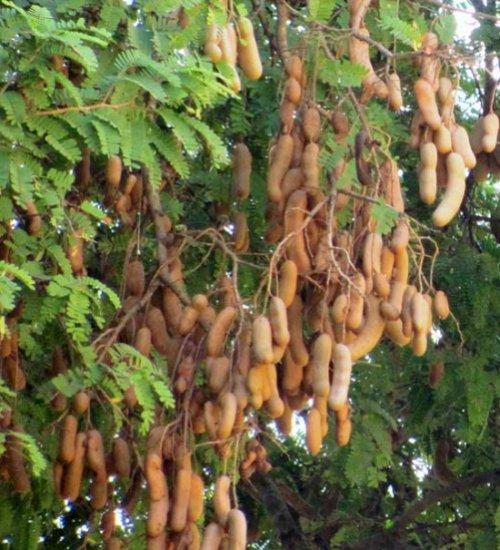 Sweet Tamarind Plant 